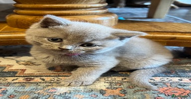Scottish Fold cats - Advert 5