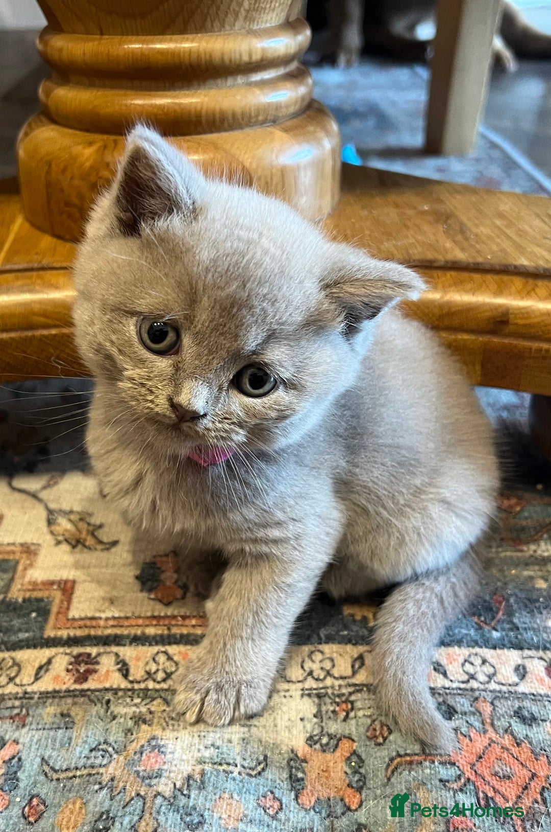 Scottish Fold cats for sale: Beautiful lilac Scottishfold straight ear kittens  - Image 7