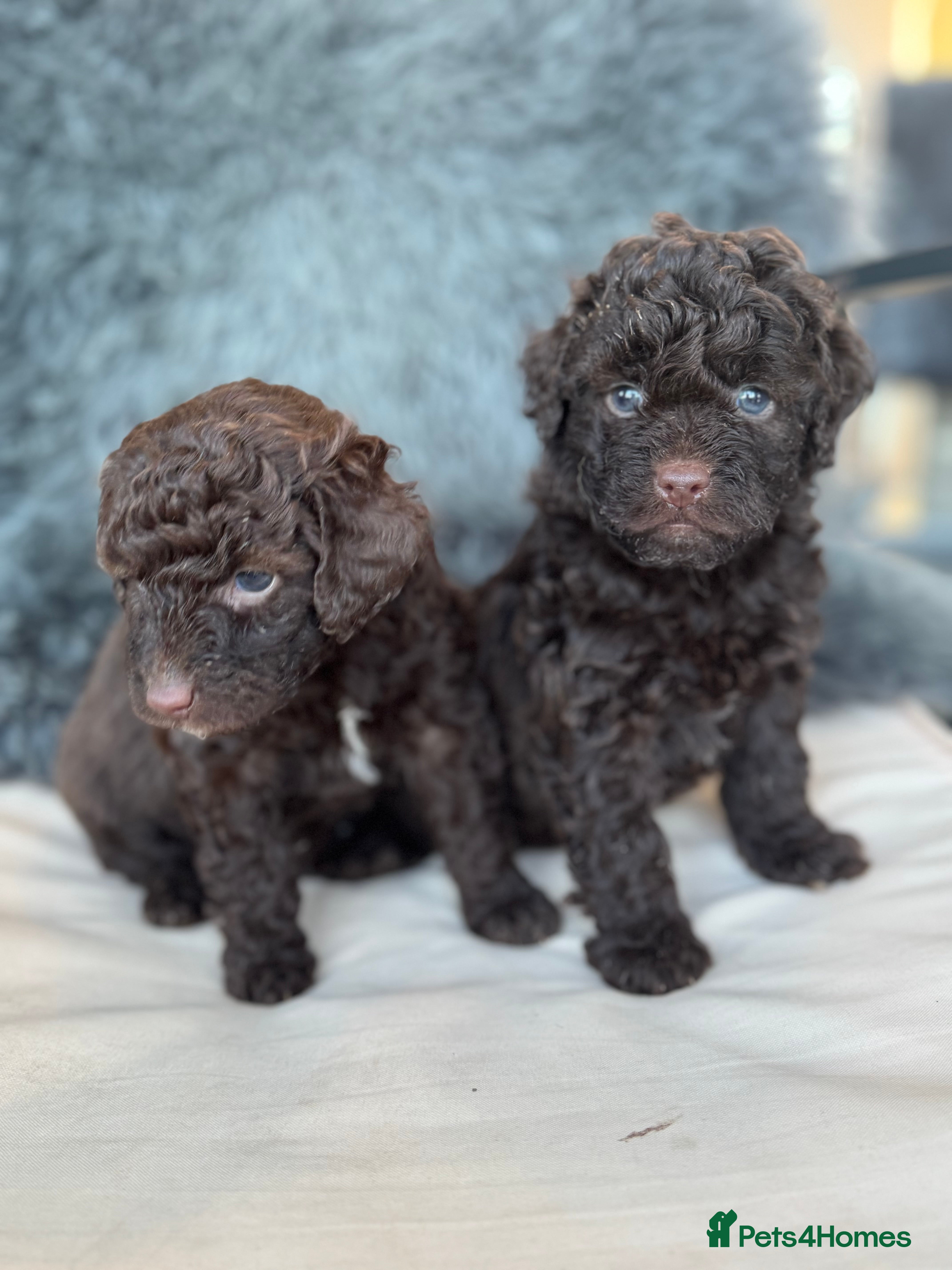 Aussiedoodle dogs Miniature Aussiedoodle Puppies 🐾 - Advert 1