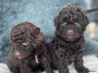 Aussiedoodle dogs 2 LEFT!! Miniature Aussiedoodle Puppies ⭐️ - Advert 1