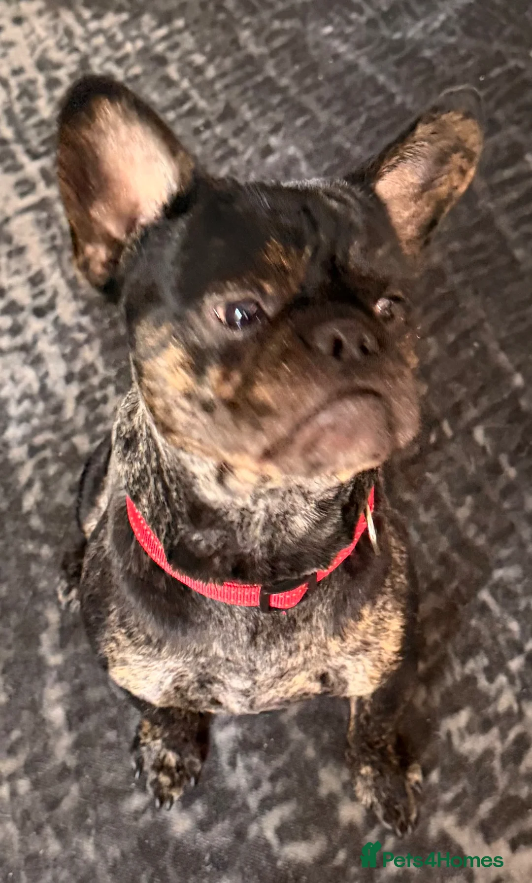 Mixed Breed dogs for sale: French bulldog cross toy poodle  in Birmingham - Advert 2