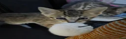 British Shorthair cats for sale: 2 male tabby kittens  - Advert 8