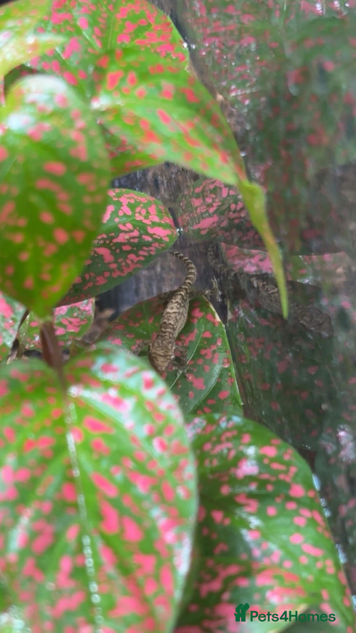Gecko reptiles mourning geckos  - Advert 1