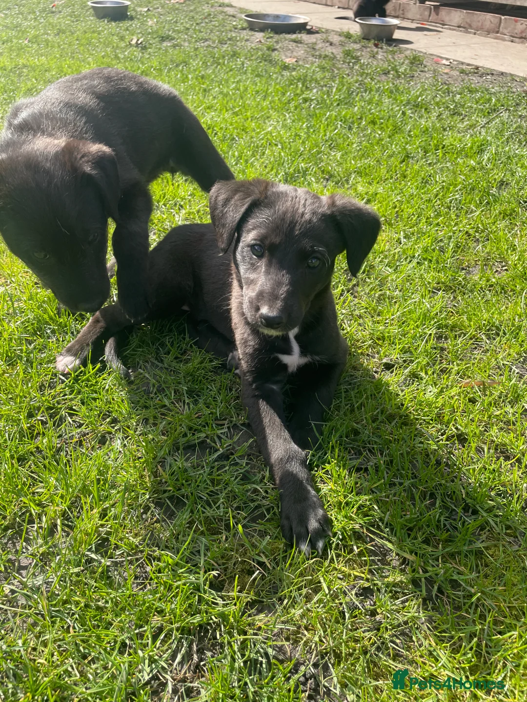 Mixed Breed dogs for sale: 3/4greyhound1/4 bedlington - Advert 2