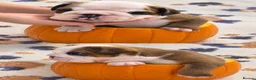 English Bulldog dogs for sale: Bulldog Puppies 1Girl 1boy English bulldog - Advert 2
