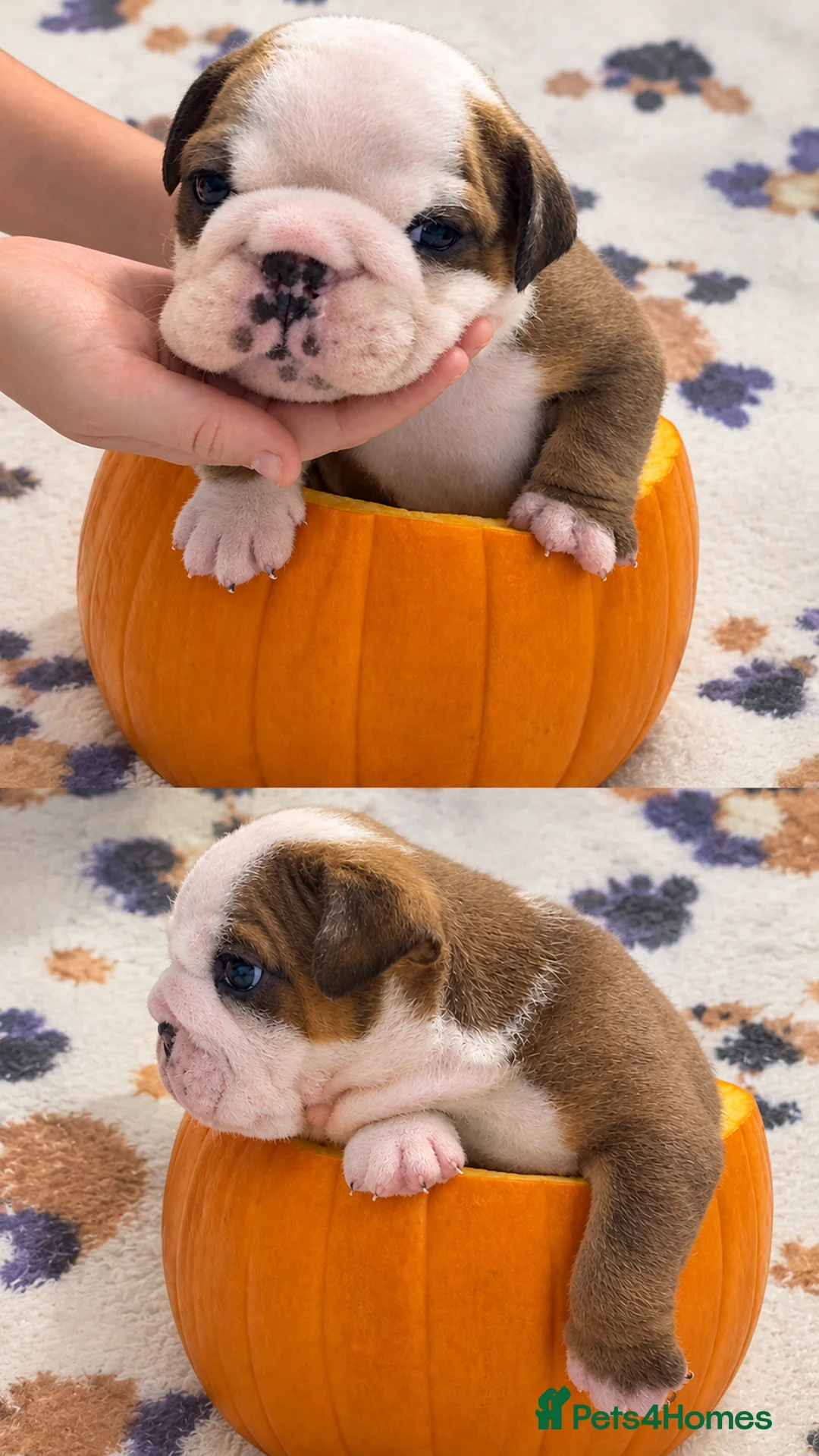 English Bulldog dogs for sale: Bulldog Puppies 1Girl 1boy English bulldog - Advert 2