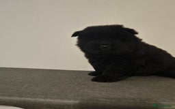 Chow Chow dogs for sale: Chow chow puppies  - Image 9