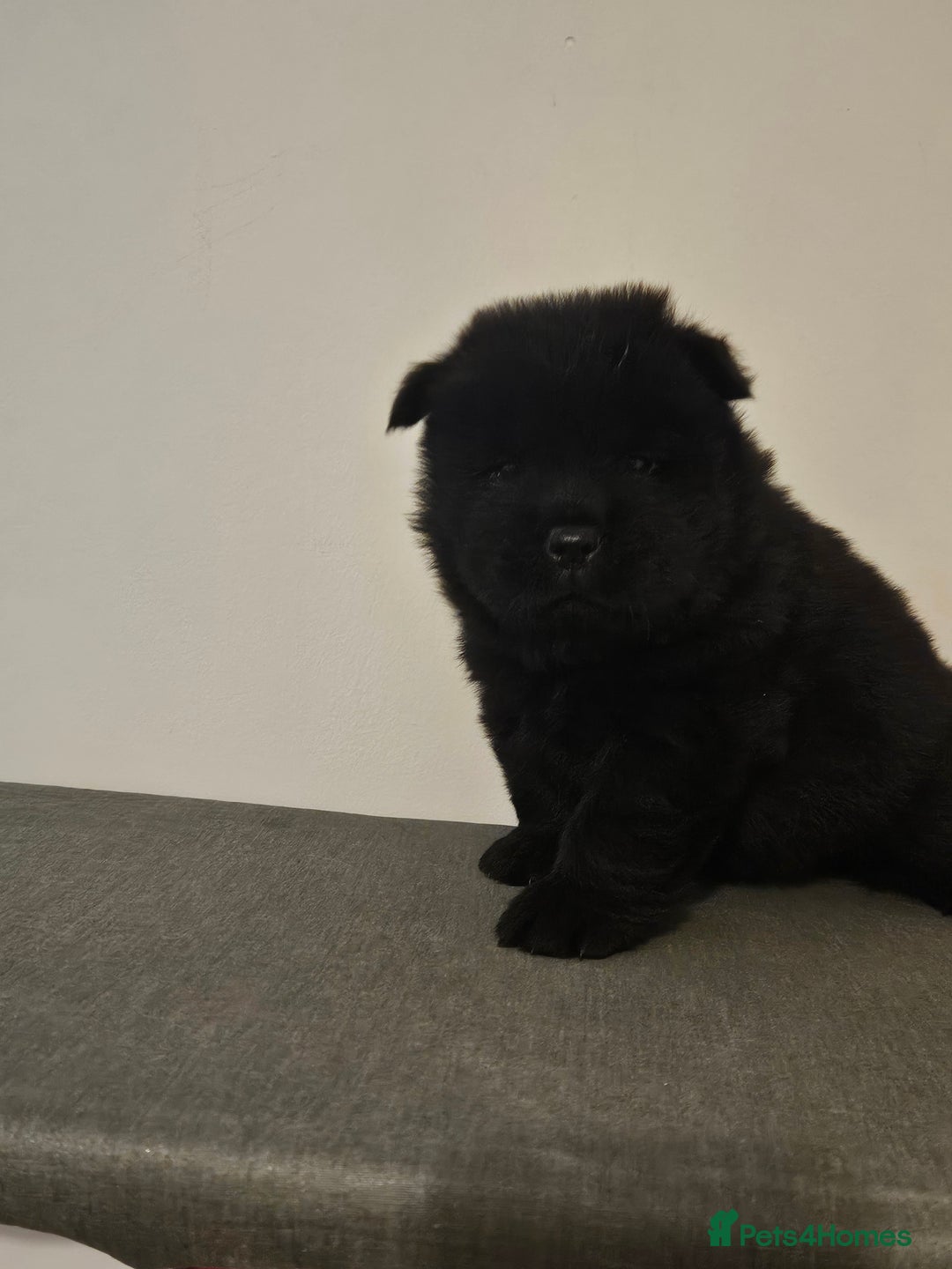 Chow Chow dogs for sale: Chow chow puppies  - Image 9