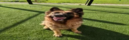 German Shepherd dogs for adoption: GOOSE - 5 year old GSD - Advert 4
