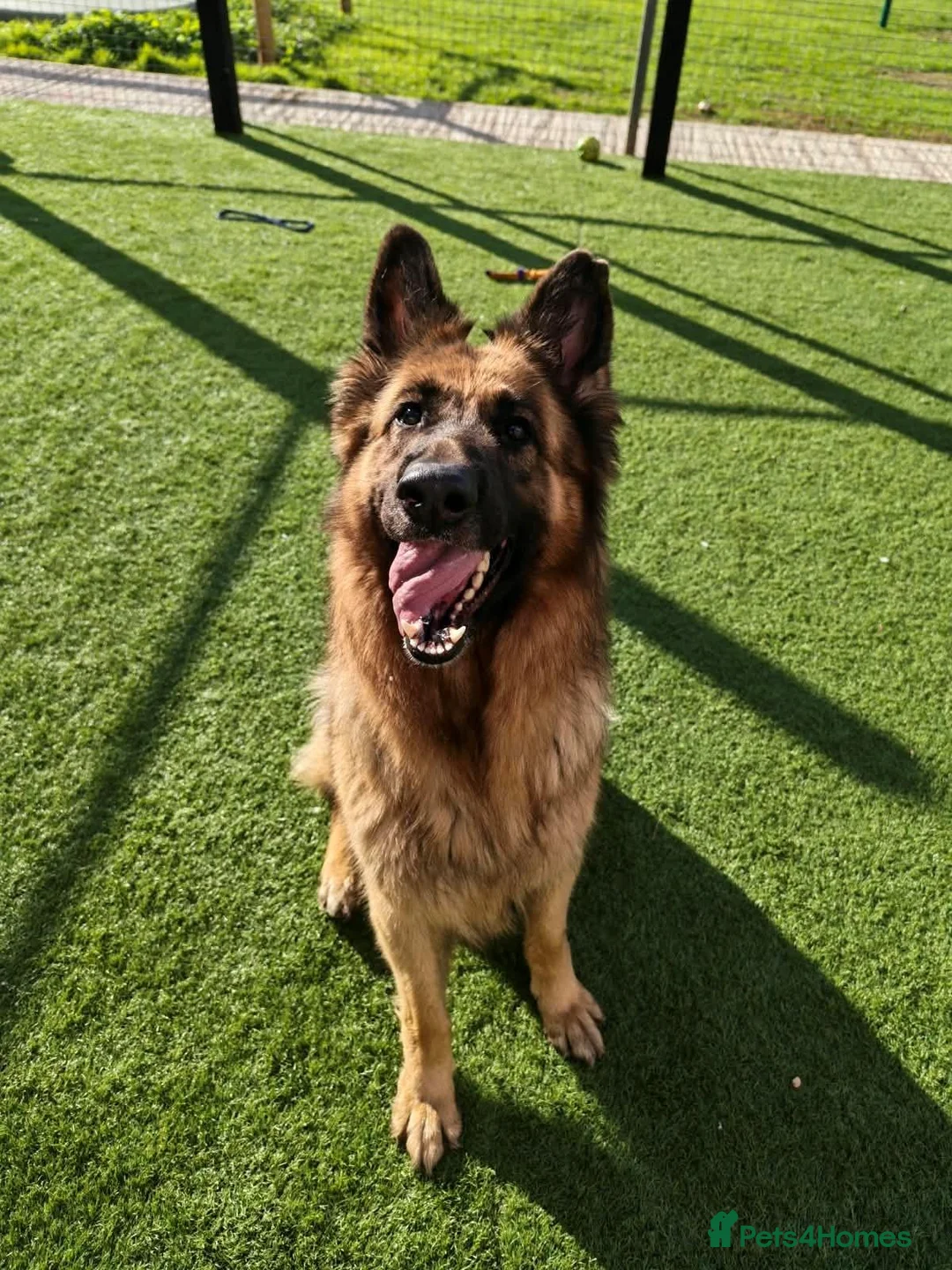 German Shepherd dogs for adoption: GOOSE - 5 year old GSD - Advert 4