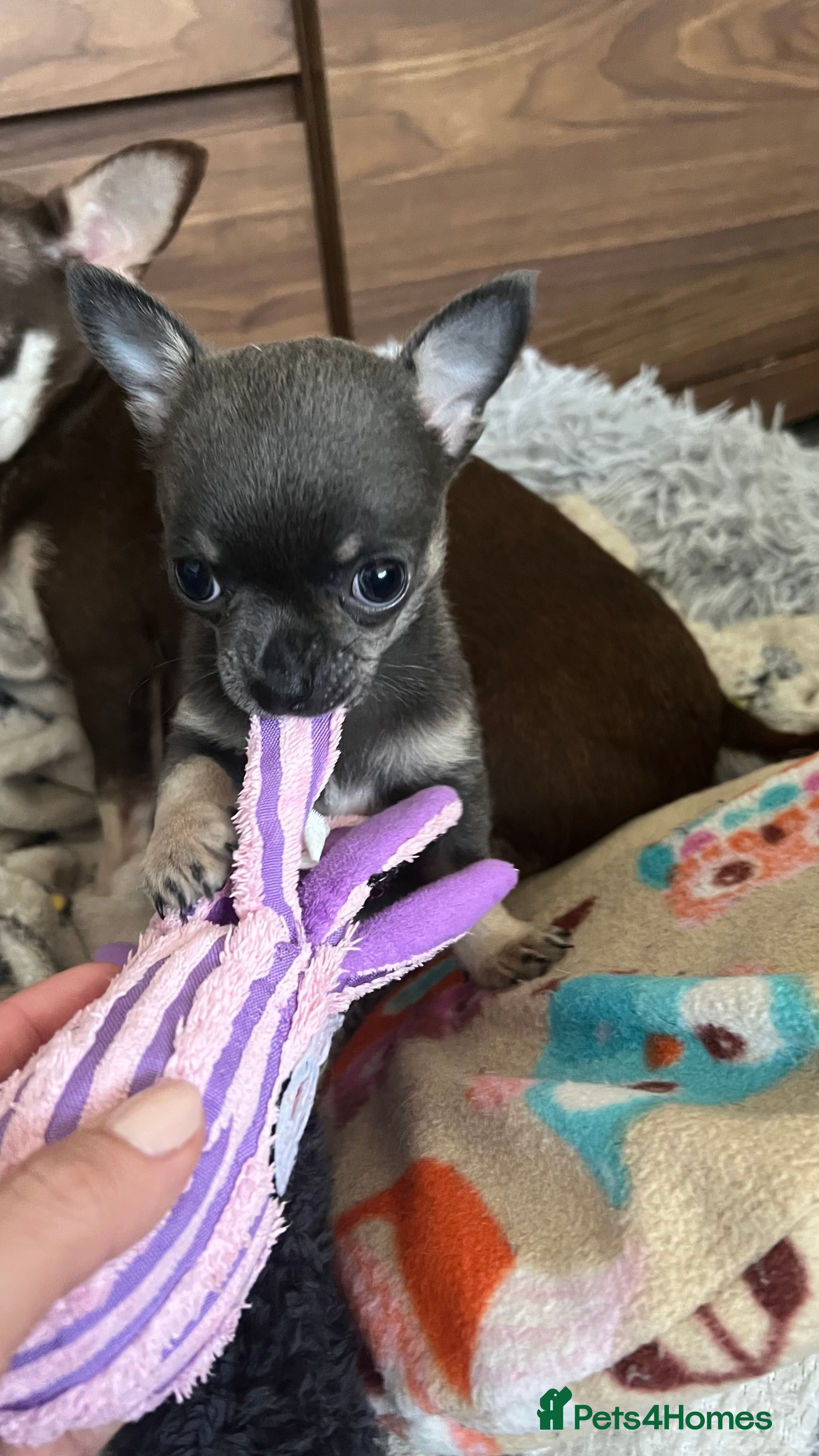 Chihuahua dogs KC Registered Blue and Tan little boy - Advert 11