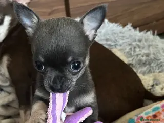 Chihuahua dogs KC Registered Blue and Tan little boy - Advert 12