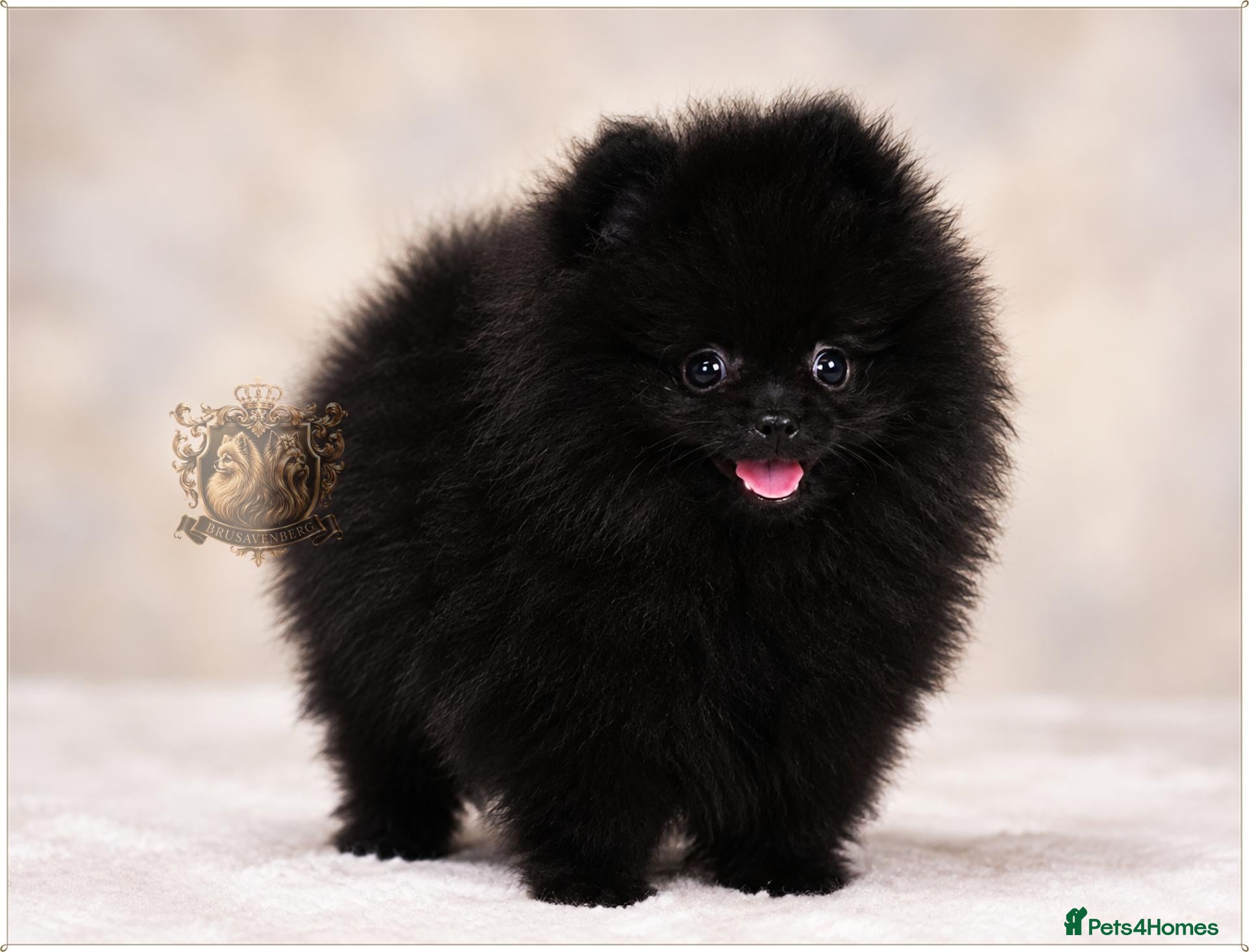 Pomeranian dogs TEDDY BEAR MINIATURE CHAMPION LINES POMERANIANS - Advert 2