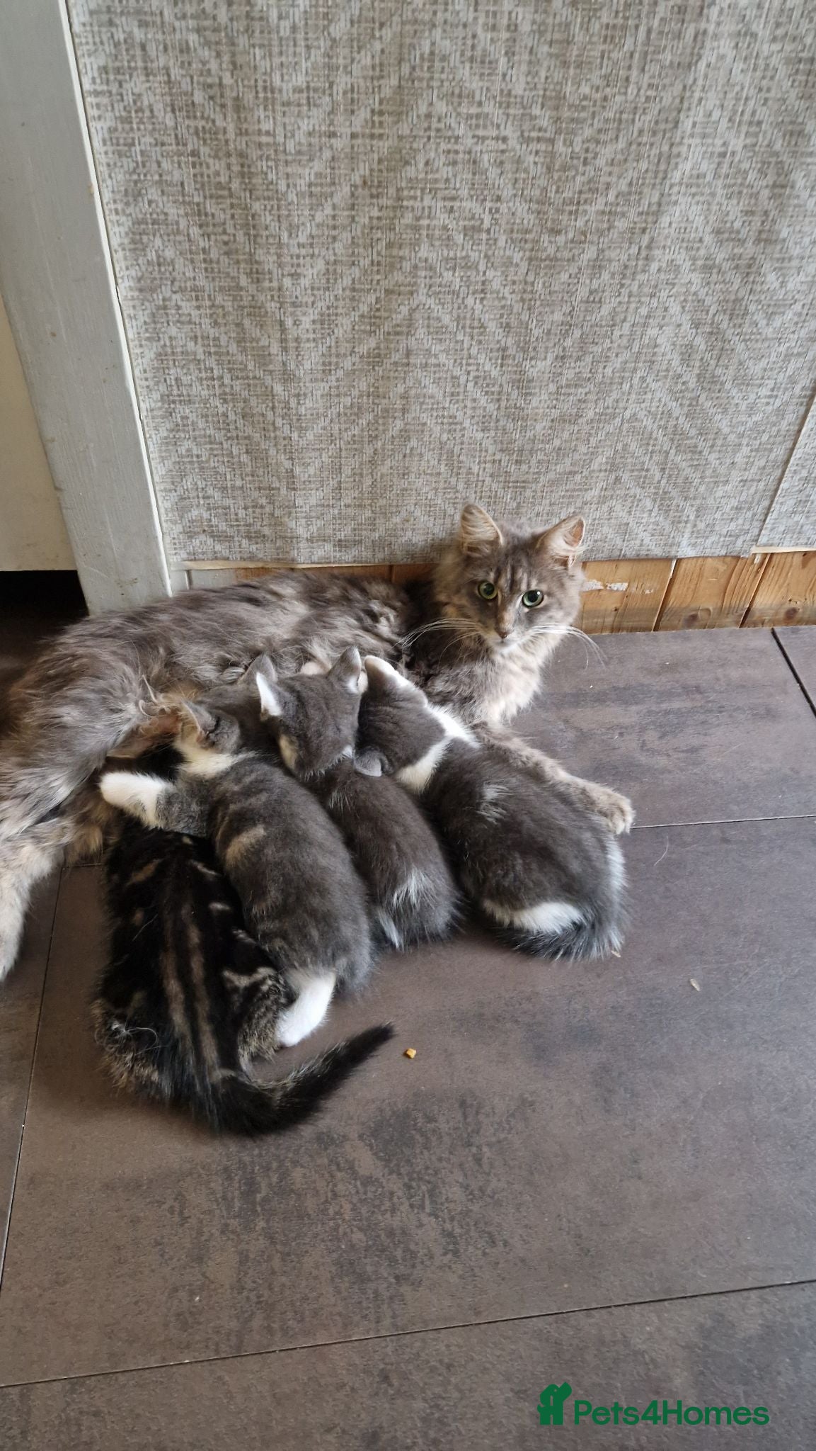 Mixed Breed cats Beautiful half maincoon kittens - Advert 3