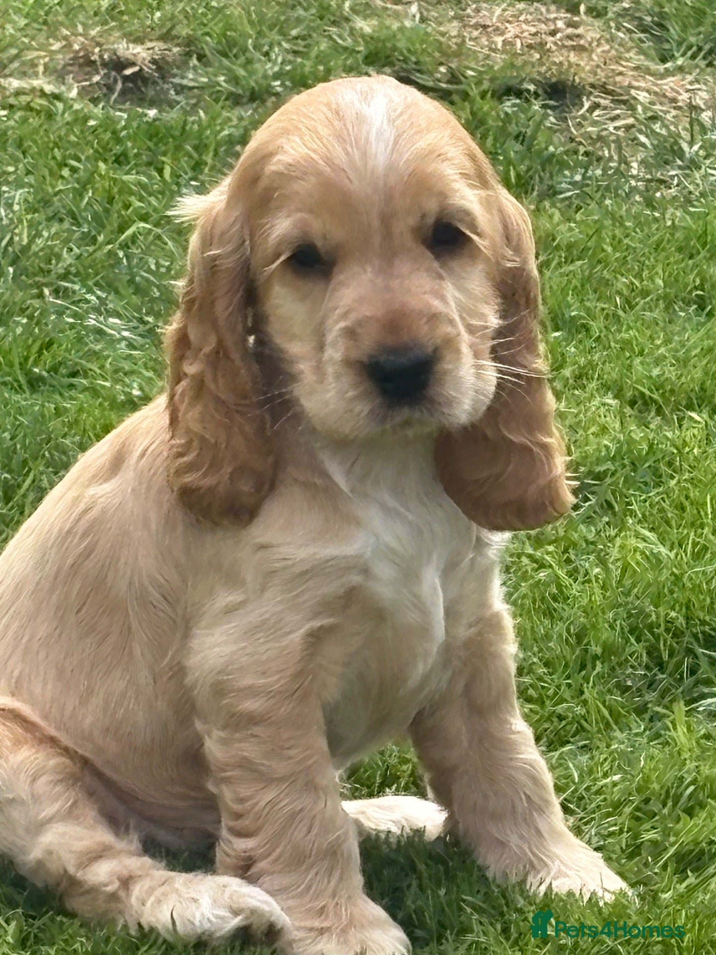 Cocker Spaniel dogs 🩷 1 girl left, Beautiful Show Cocker Spaniels  - Advert 16
