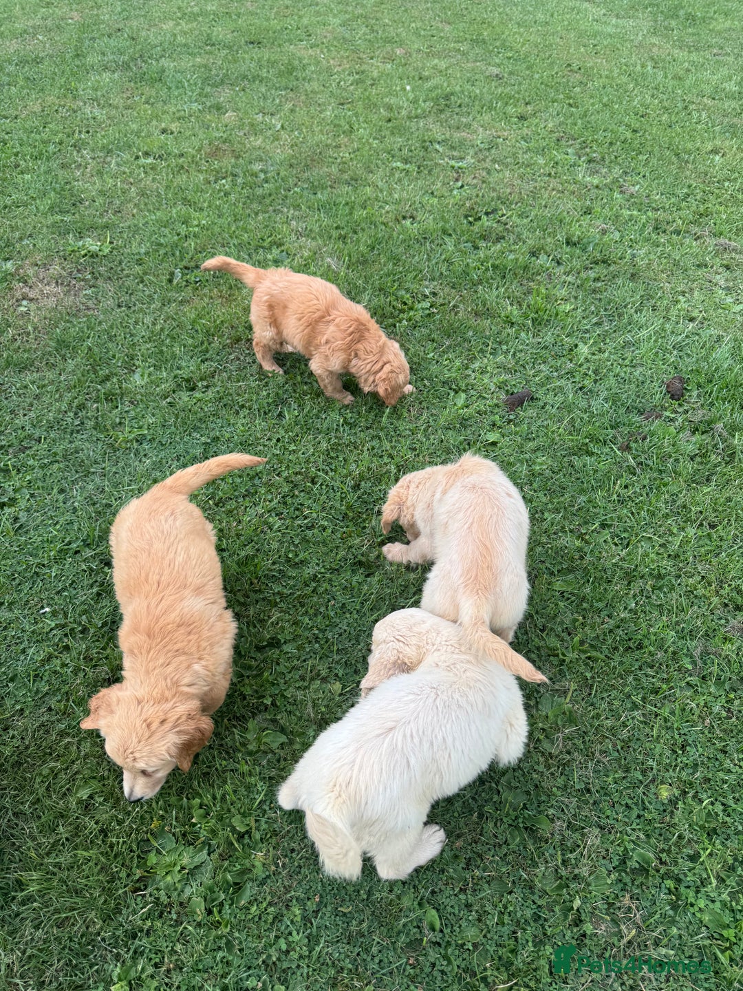 Golden Retriever dogs for sale: Healthy well socialised calm KC puppies - Image 24