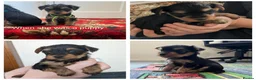 Yorkshire Terrier dogs for sale: Nyla 🖤 beautiful, fun & loving Yorkie 🐶 in Stoke-on-Trent - Advert 2