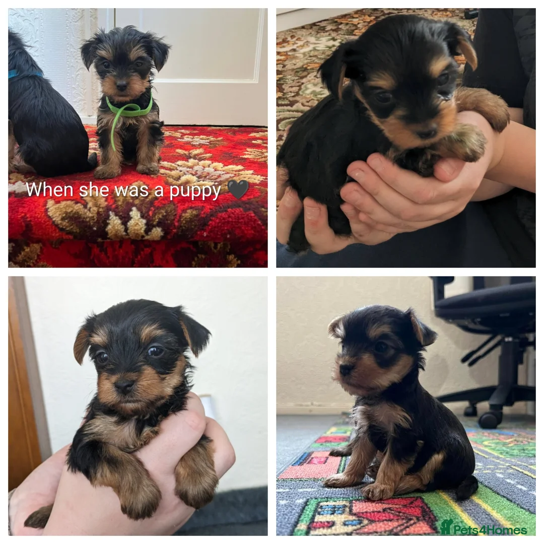 Yorkshire Terrier dogs for sale: Nyla 🖤 beautiful, fun & loving Yorkie 🐶 in Stoke-on-Trent - Advert 2