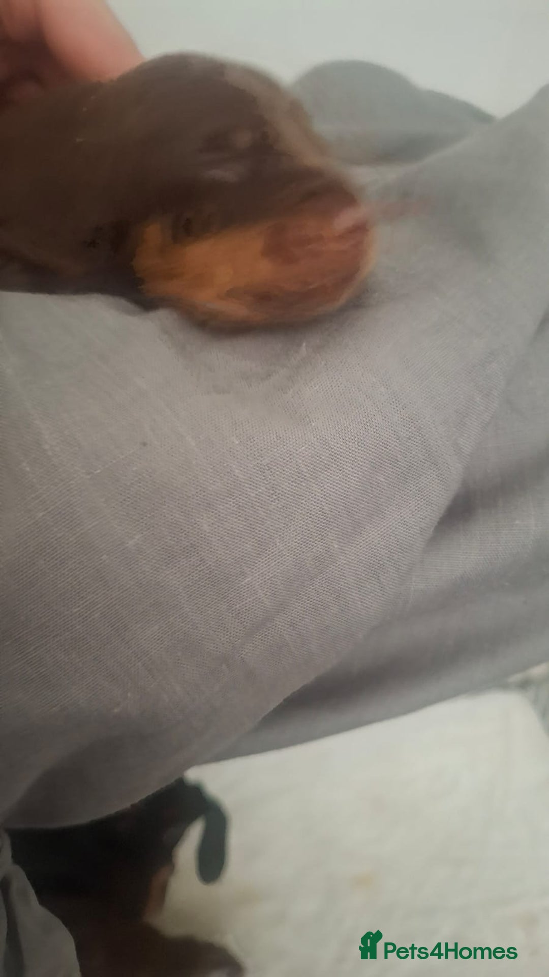 Dachshund dogs for sale: Puppies  - Image 7