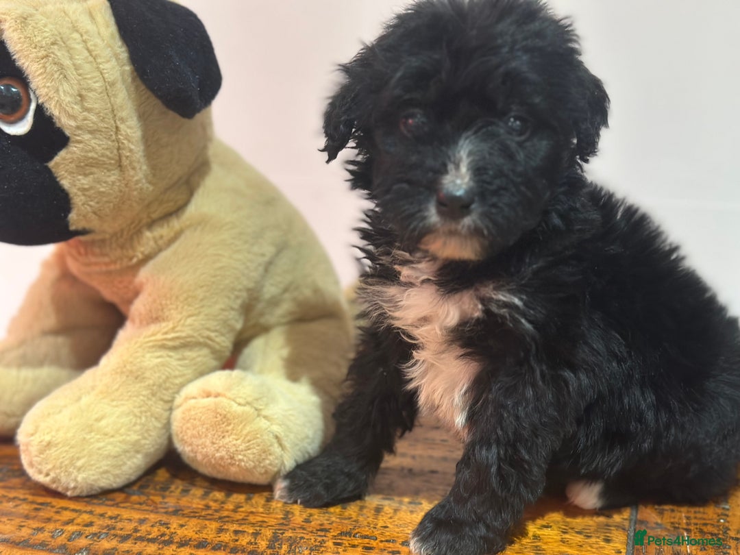 Bernedoodle dogs for sale: F1 BERNADOODLE BOYS AND GIRLS - Advert 20