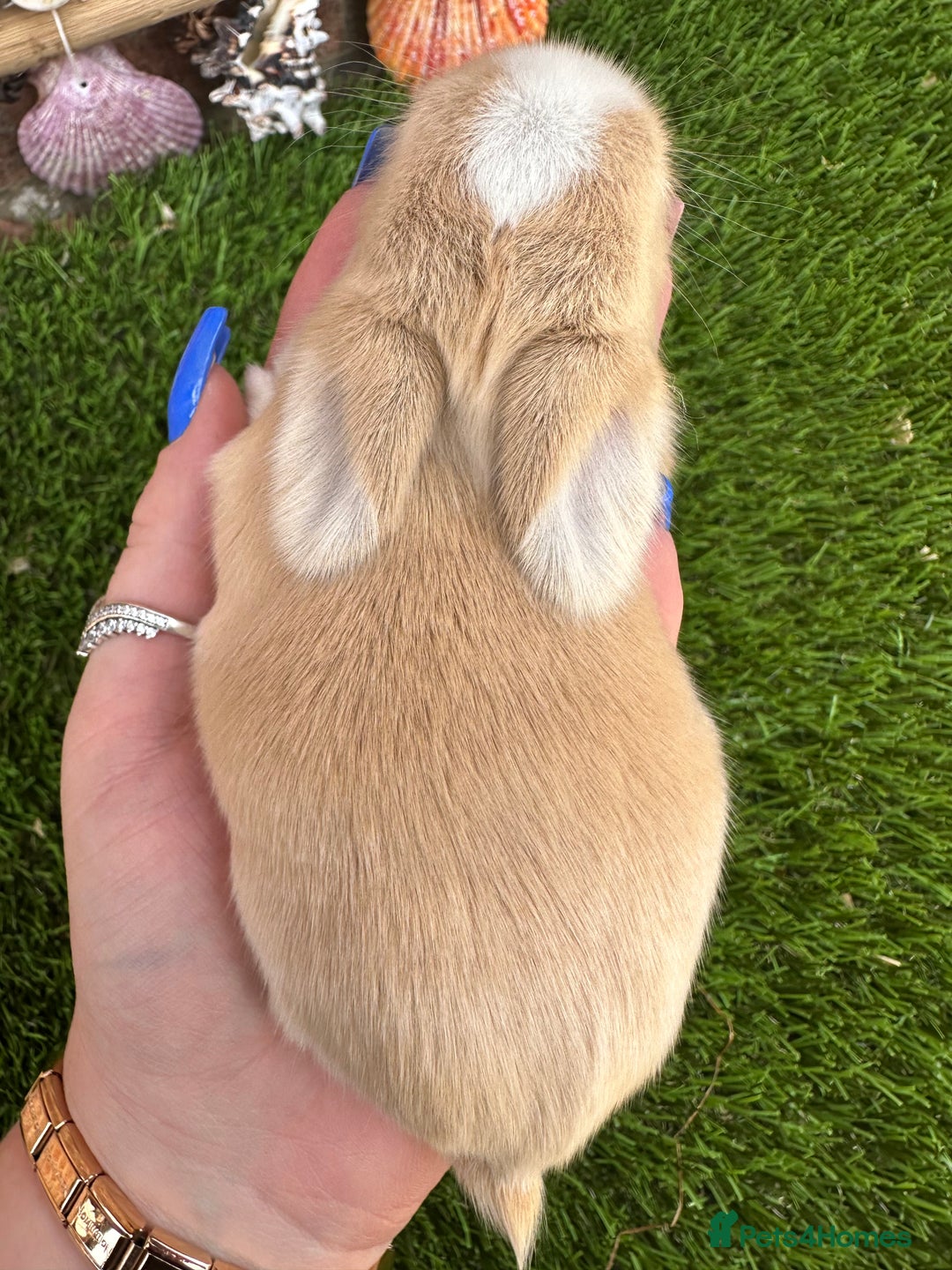 Mini Lop rabbits for sale: Stunning mini lops - Image 31