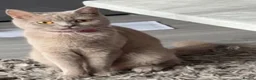British Shorthair cats for sale: Rare Fawn Lilac Male British Shorthair - Advert 12