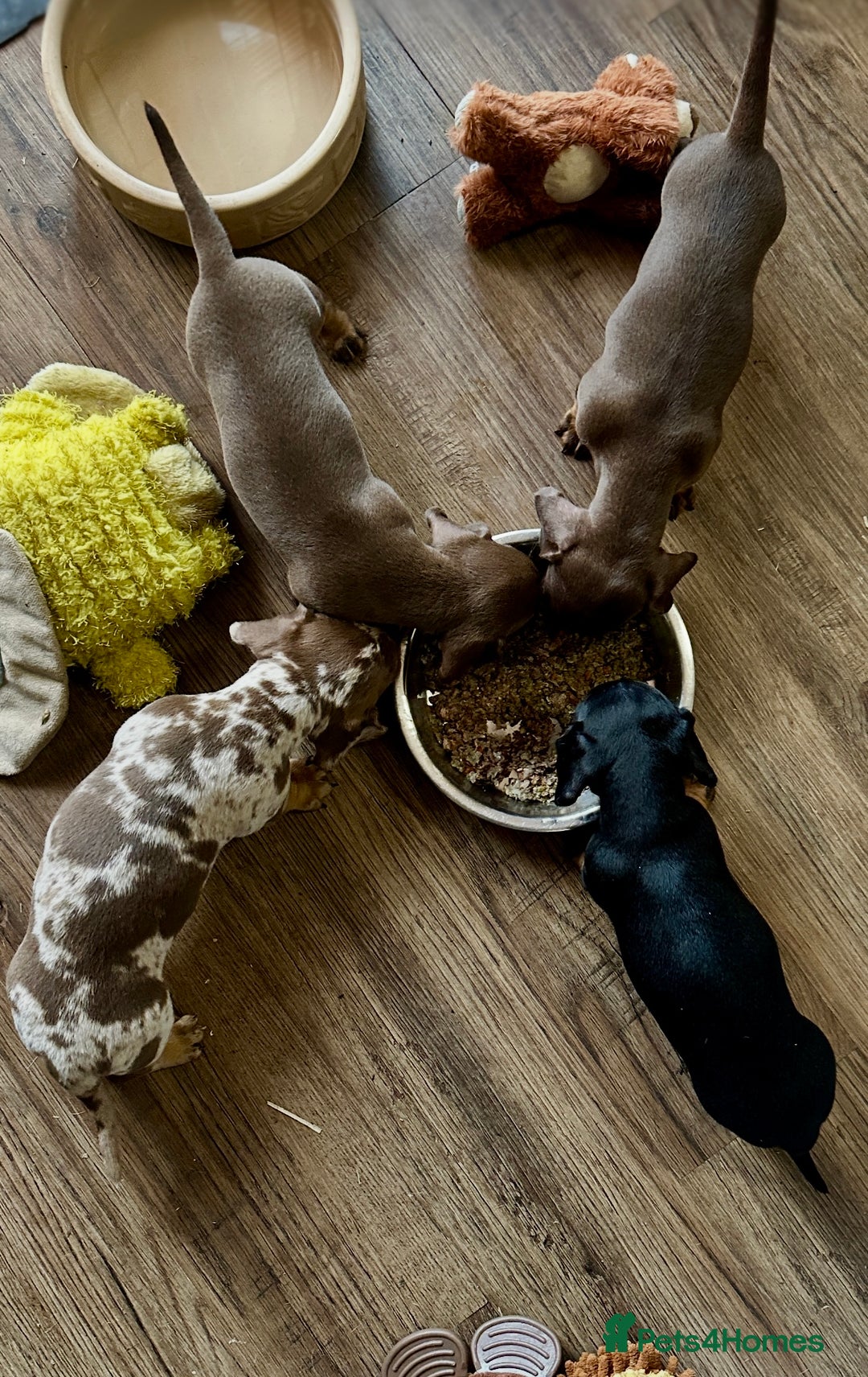 Miniature Dachshund dogs for sale: Photo's do not do this litter justice - Image 3
