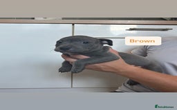 Staffordshire Bull Terrier dogs for sale: 3 blue Staffordshire bull terriers males  - Image 5