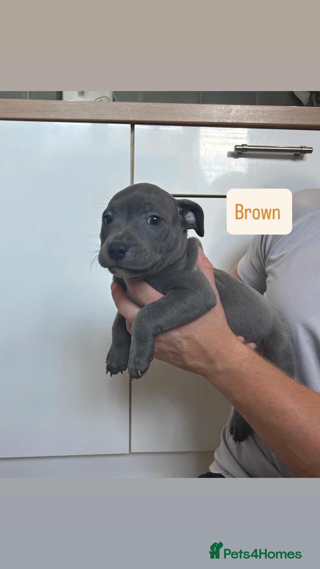 Staffordshire Bull Terrier dogs for sale: 3 blue Staffordshire bull terriers males  - Image 5
