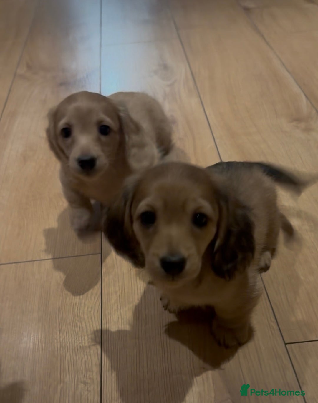 Miniature Dachshund dogs for sale: Uk champion mother - kc registered - Advert 3