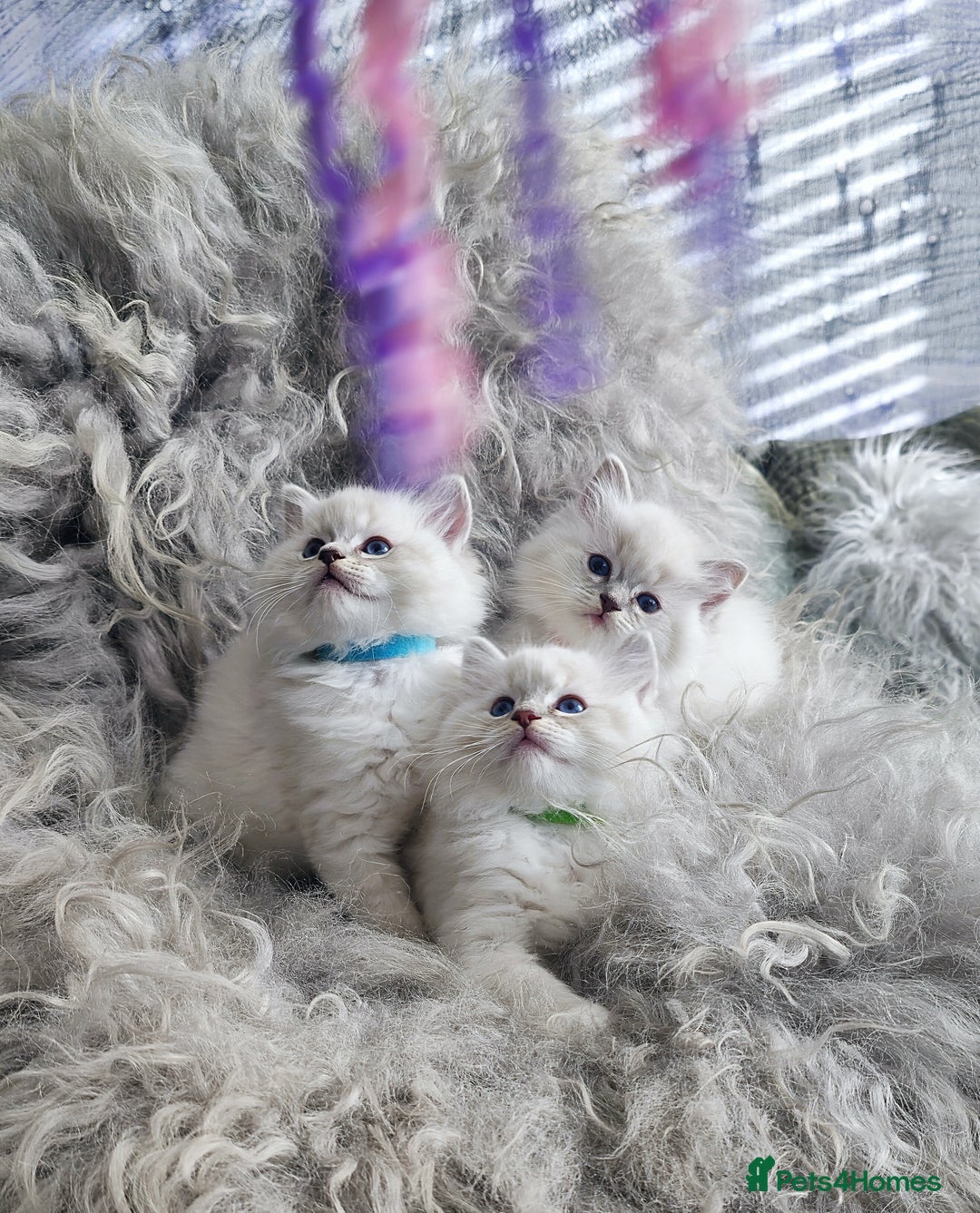 Ragdoll cats for sale: 🩵Pure Ragdoll Kittens Ready to be Reserved🩷 - Advert 2