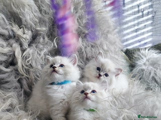 Ragdoll cats 🩵Pure Ragdoll Kittens Ready to be Reserved🩷 - Advert 1
