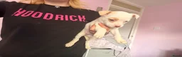 Mixed Breed dogs for sale: Staff/collie puppies  - Advert 8