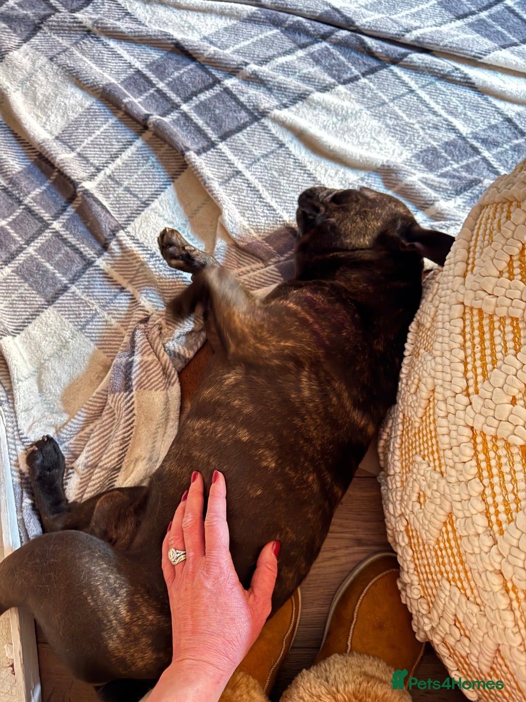 Miniature Dachshund dogs for sale: Rehoming - Mini dachshund (3) & French Bulldog (8) - Image 12