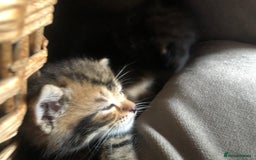 Bombay cats for sale: 3 little boy kittens - Image 10