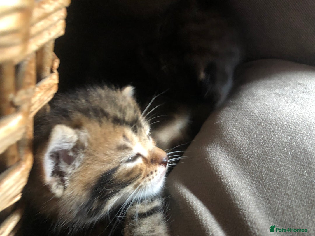 Bombay cats for sale: 3 little boy kittens - Image 10