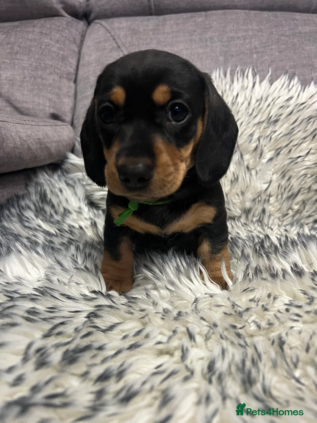 Dachshund dogs for sale: Adorable Dachshund puppies 4 boys 2 girls - Advert 28