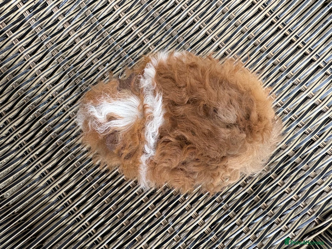 Guinea Pig rodents for sale:  Lunkarya boar  - Advert 2