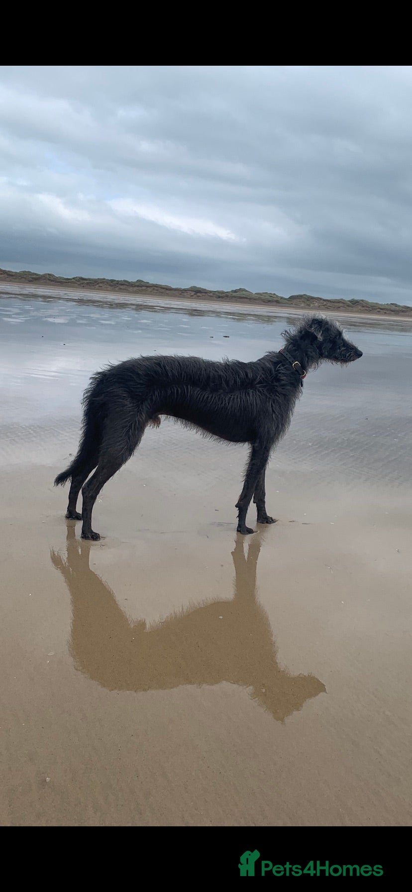 Lurcher dogs Well proven lurcher available for Stud in Chippenham - Advert 1