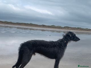 Lurcher dogs Well proven lurcher available for Stud in Chippenham - Advert 2