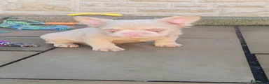 French Bulldog 5