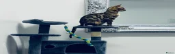 Bengal cats for sale: Two Beautiful Bengal Females  in Liverpool - Advert 14