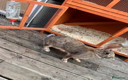 Continental Giant rabbits for sale: Male and female  - Image 4