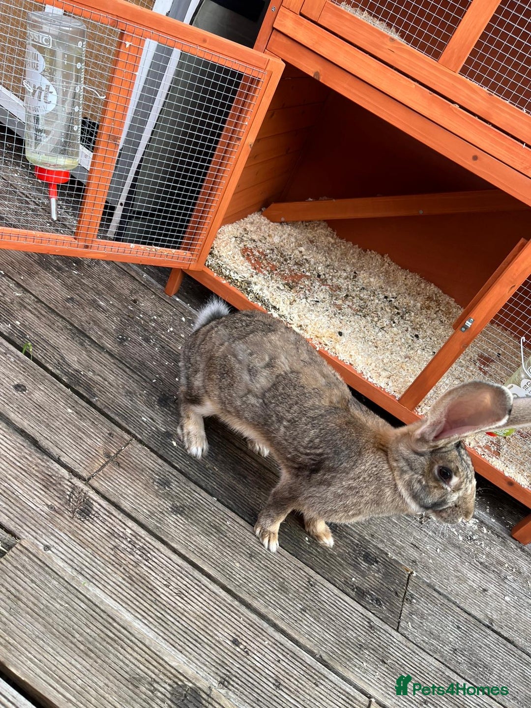 Continental Giant rabbits for sale: Male and female  - Image 4
