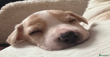 Mixed Breed dogs - Advert 5