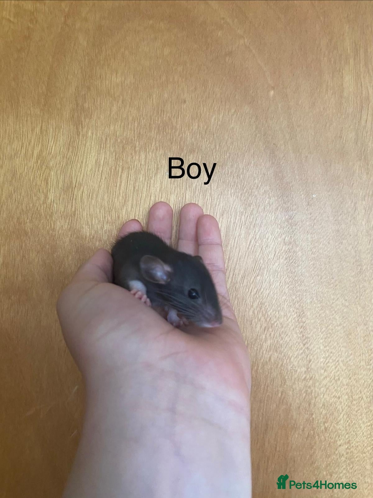 Rat rodents for sale: Mixed sexed baby rats in Chelmsford - Advert 38