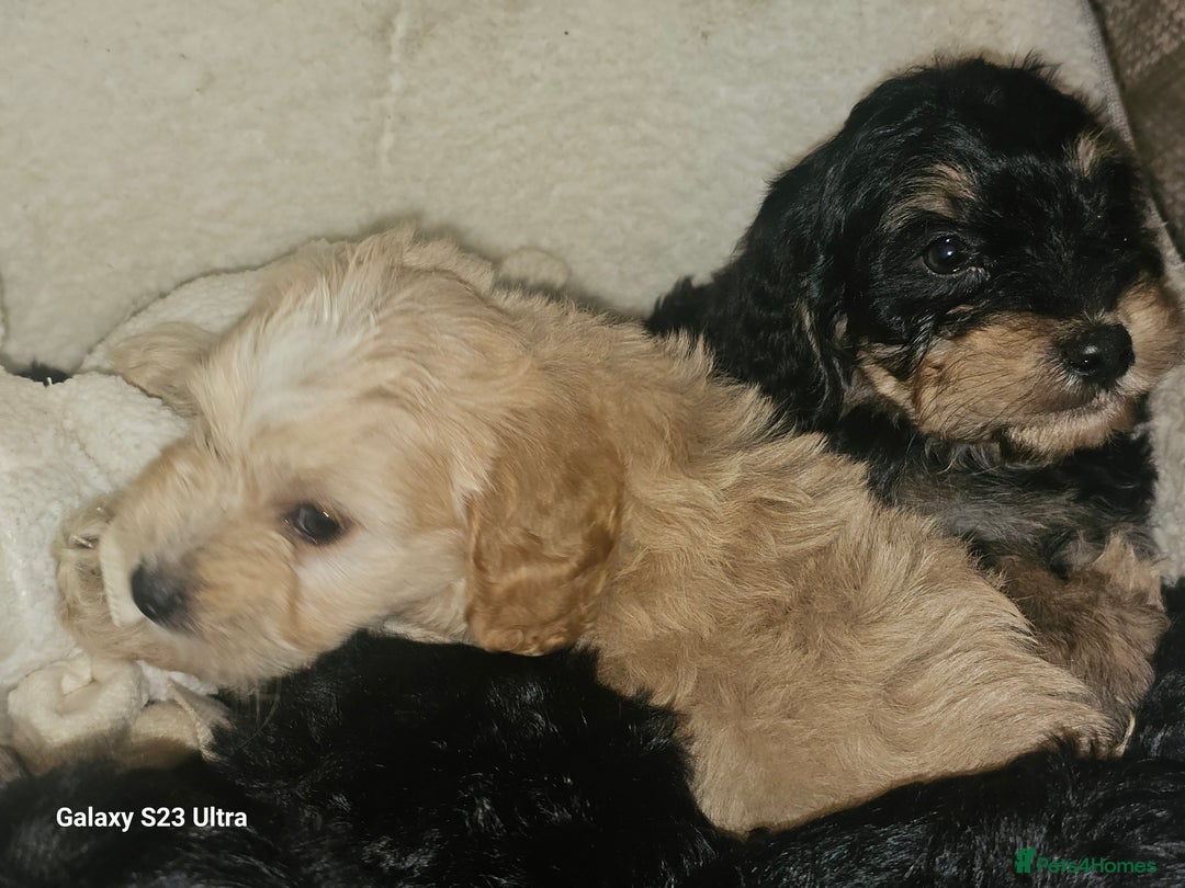 Cockapoo dogs for sale: Beautiful cockapoo babies!  - Image 11