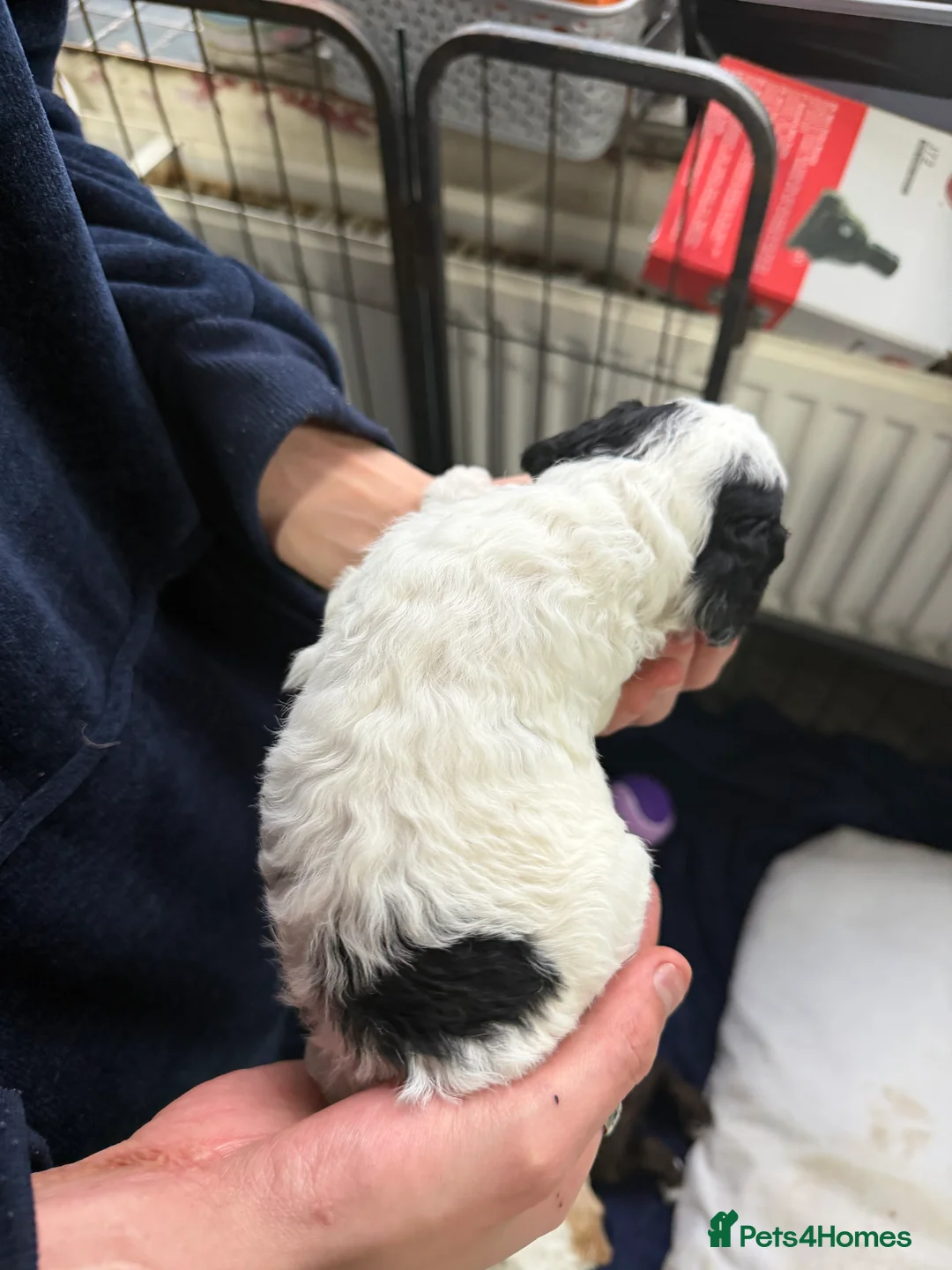 Cockapoo dogs for sale: Cokerpoos family bred beautiful coulors  - Advert 5