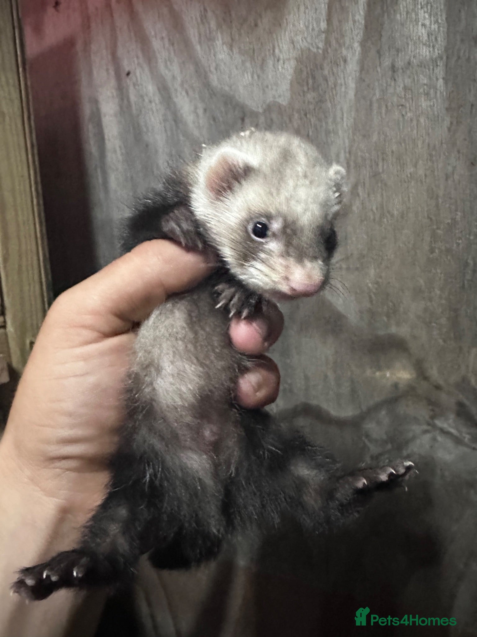 Ferret rodents Half micro semi angora kits - Advert 1