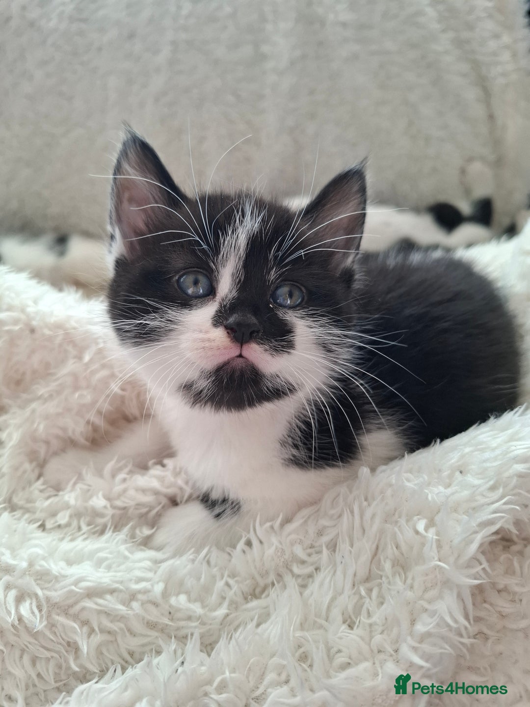 Mixed Breed cats for sale: Tabby/British short hair - Advert 20